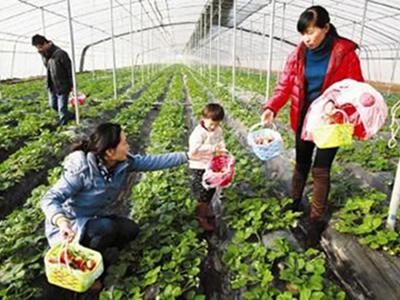 草莓采摘活动持续进行中！甜、甜、甜