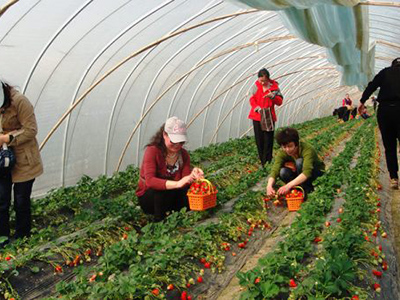 草莓采摘活动持续进行中！甜、甜、甜