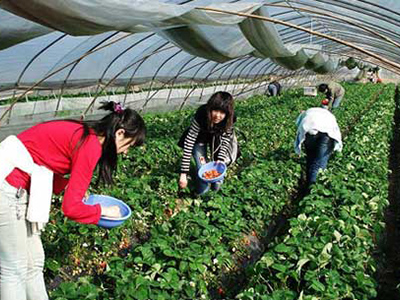 草莓采摘活动持续进行中！甜、甜、甜