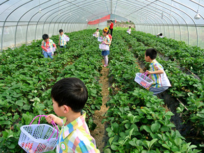 草莓采摘活动持续进行中！甜、甜、甜