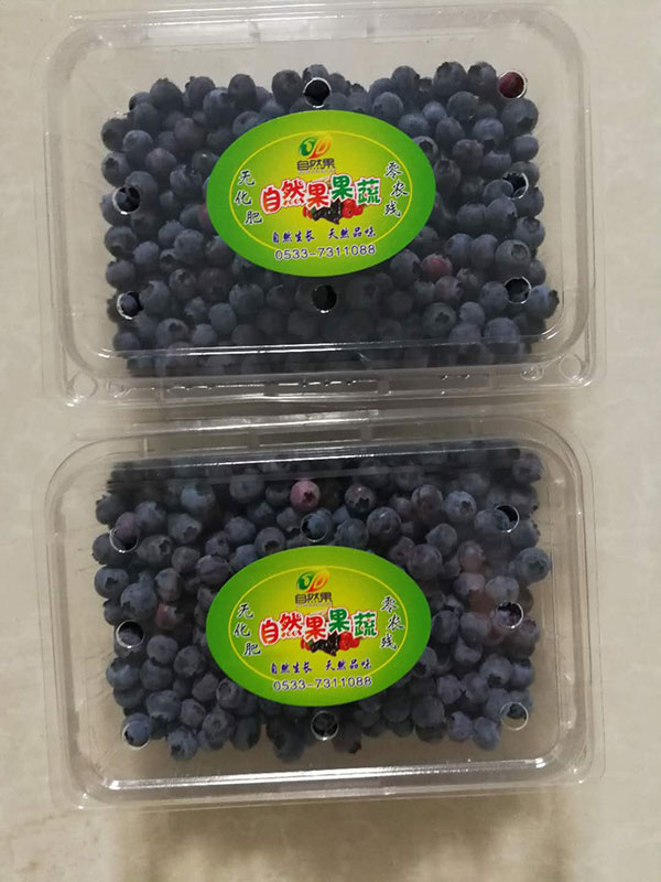 蓝莓采摘预约开始喽！营养又好吃！