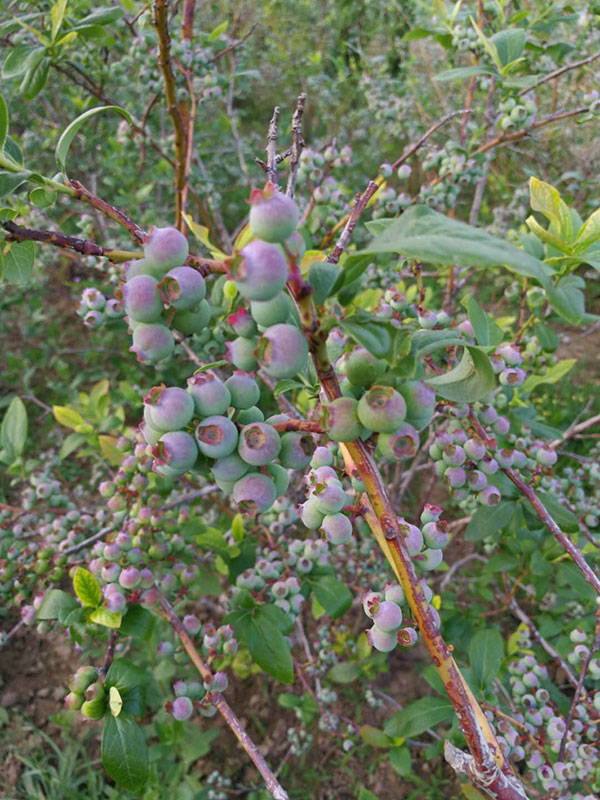 蓝莓采摘预约开始喽！营养又好吃！