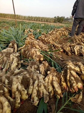 自然果肥料种植大姜喜获大丰收