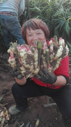 自然果肥料种植大姜喜获大丰收