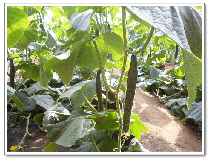黄瓜