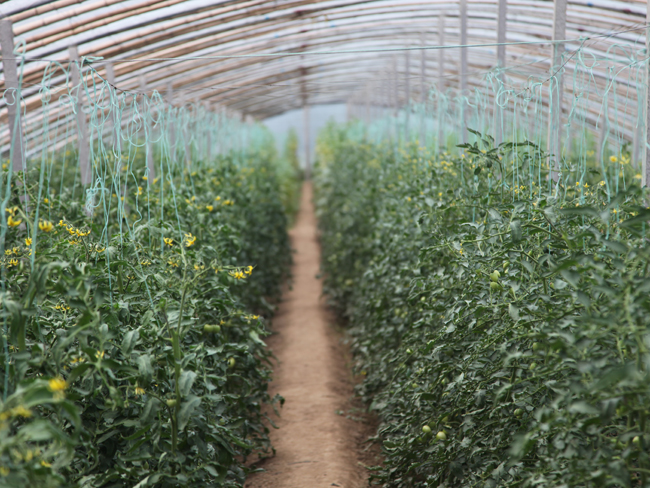 自然果农庄基地