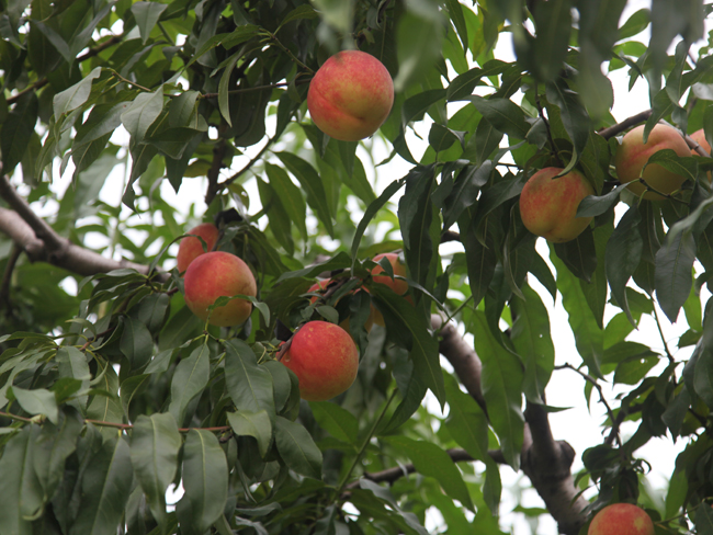 自然果农庄基地