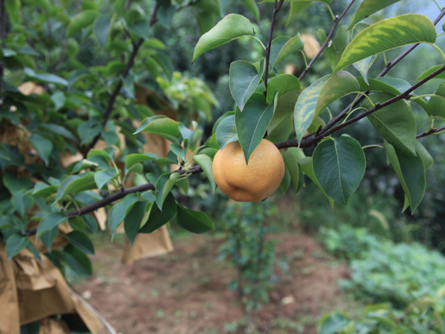 自然果农庄基地