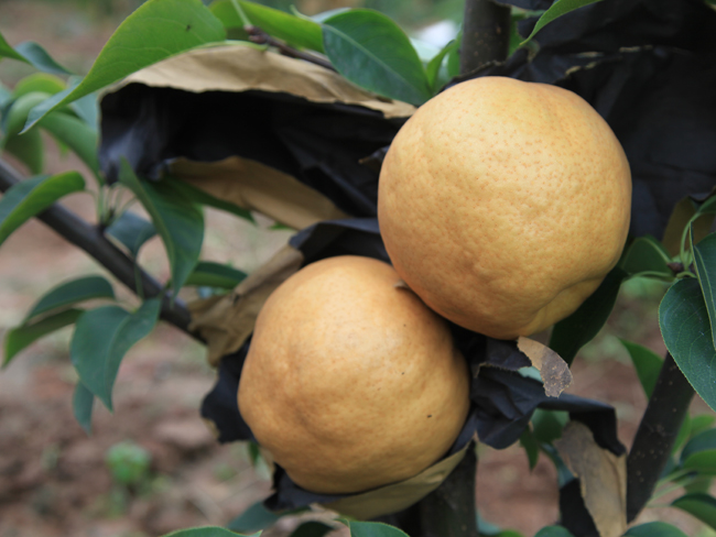 自然果农庄基地