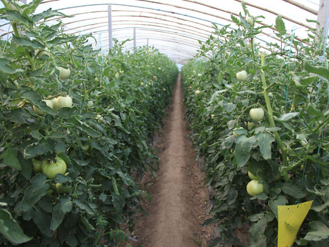 自然果农庄基地