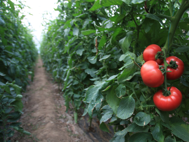 自然果农庄基地