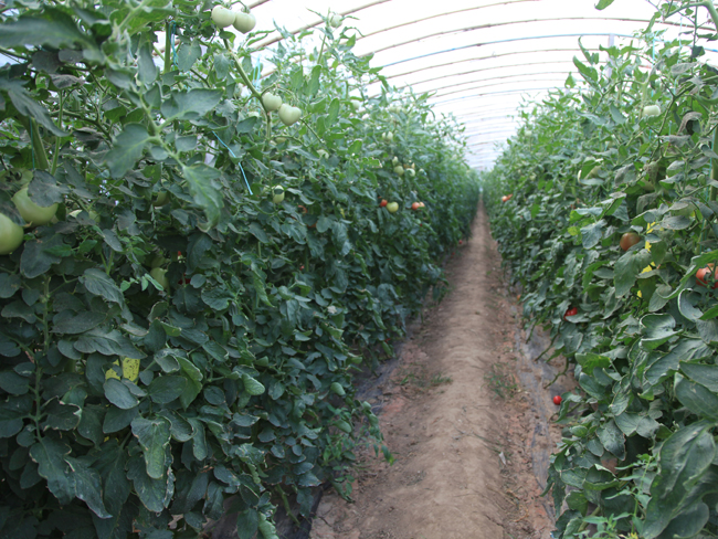 自然果农庄基地