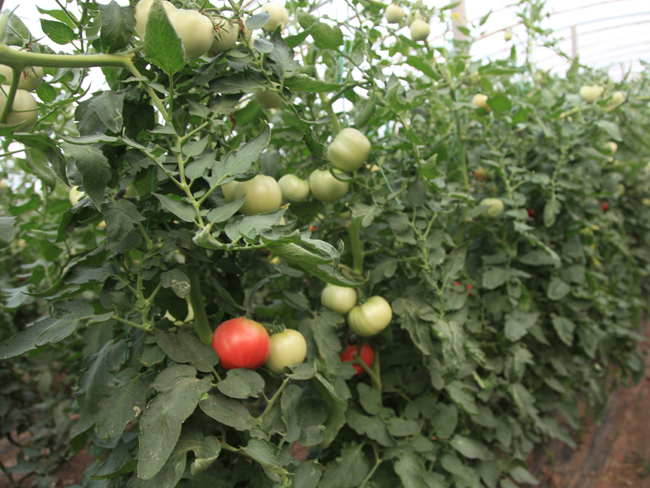 自然果农庄基地