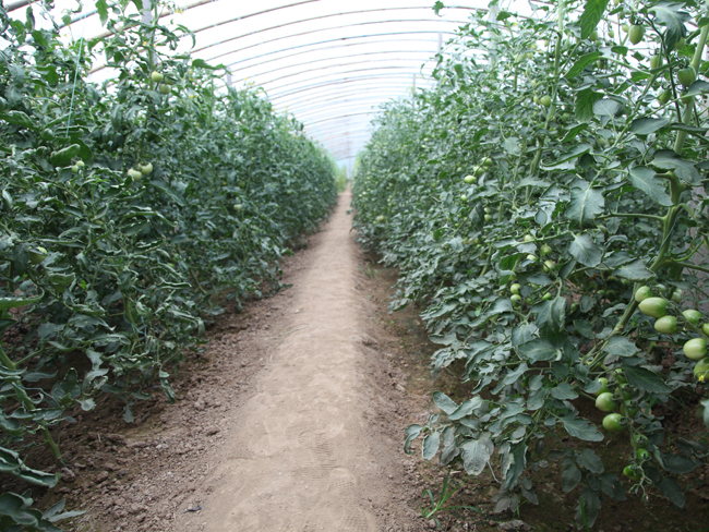 自然果农庄基地