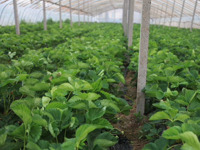 自然果农庄基地