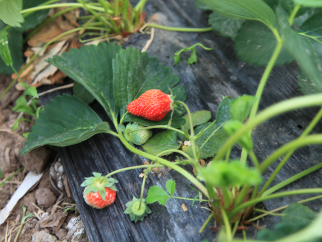 自然果农庄基地