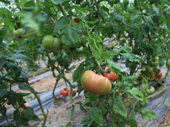 自然果农庄基地