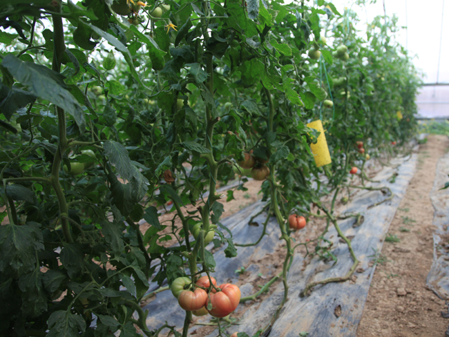 自然果农庄基地