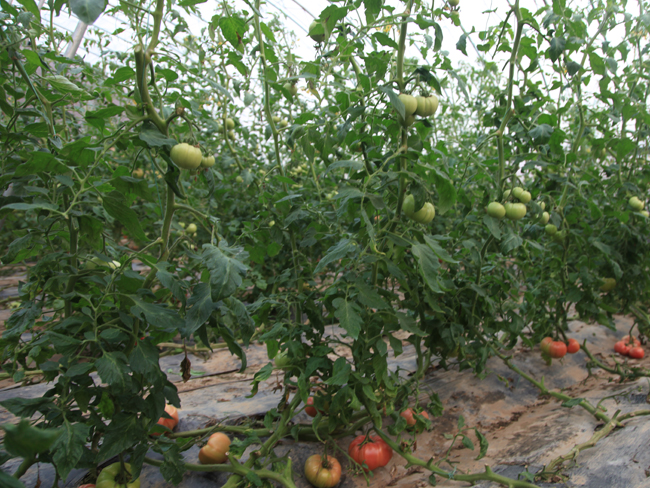 自然果农庄基地