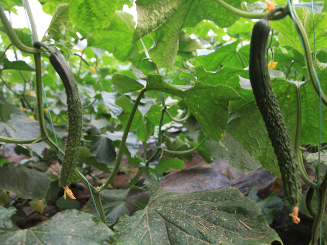 自然果农庄基地