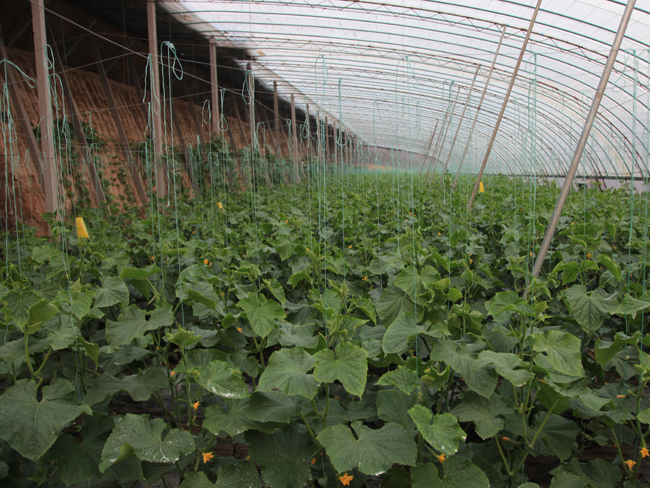 自然果农庄基地