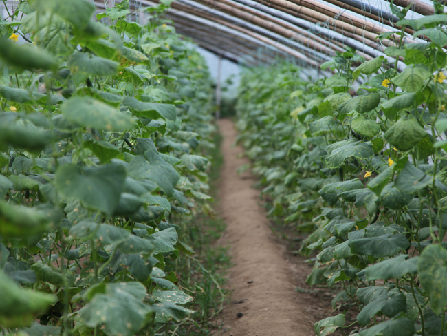 自然果农庄基地