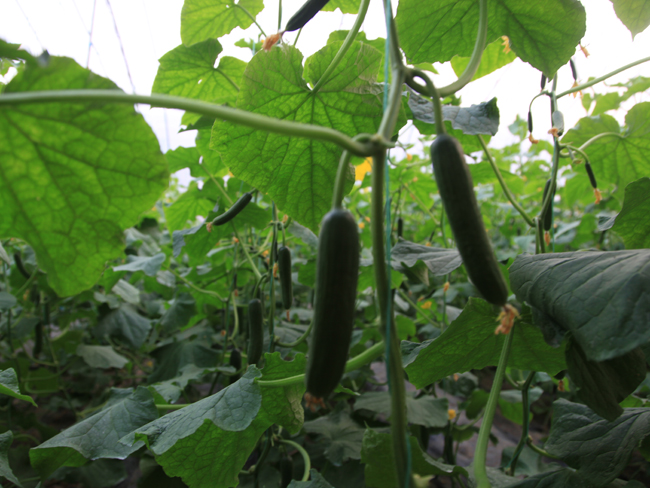 自然果农庄基地