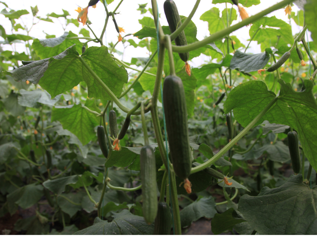 自然果农庄基地