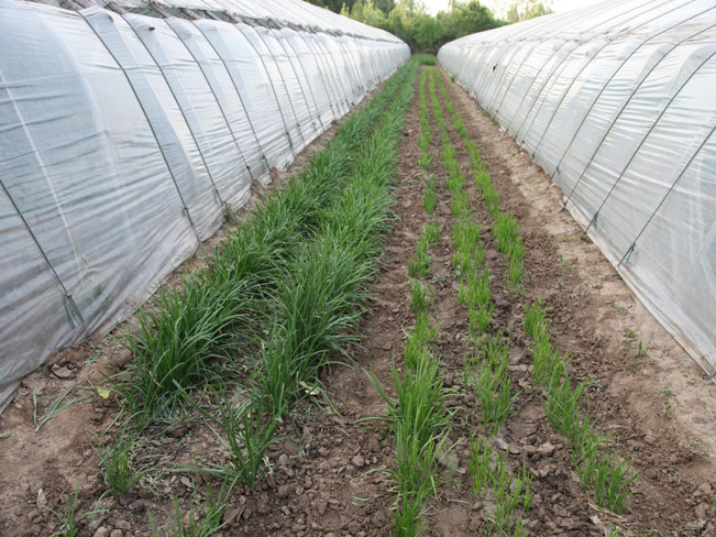 自然果农庄基地