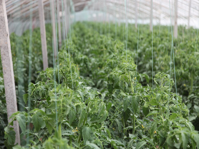 自然果农庄基地