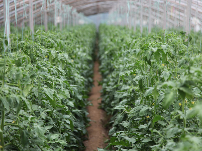 自然果农庄基地