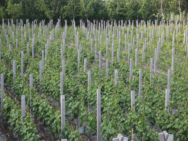 自然果农庄基地