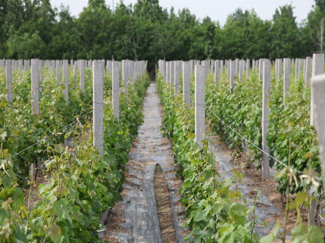 自然果农庄基地