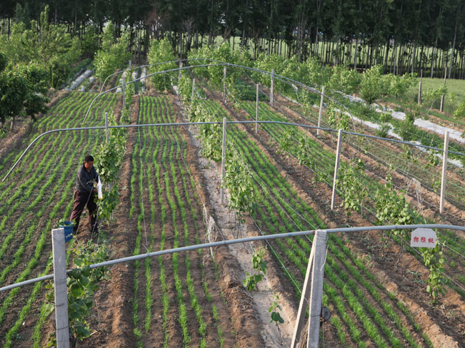 自然果农庄基地