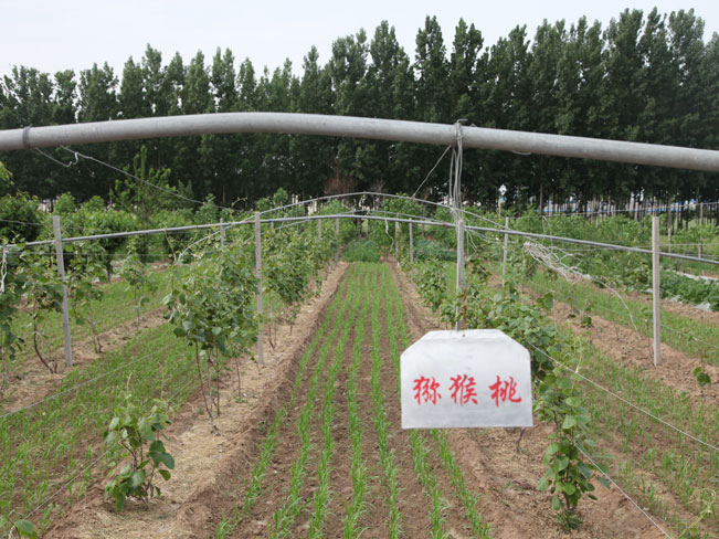 自然果农庄基地