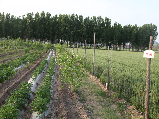 自然果农庄基地