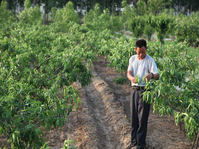 自然果农庄基地
