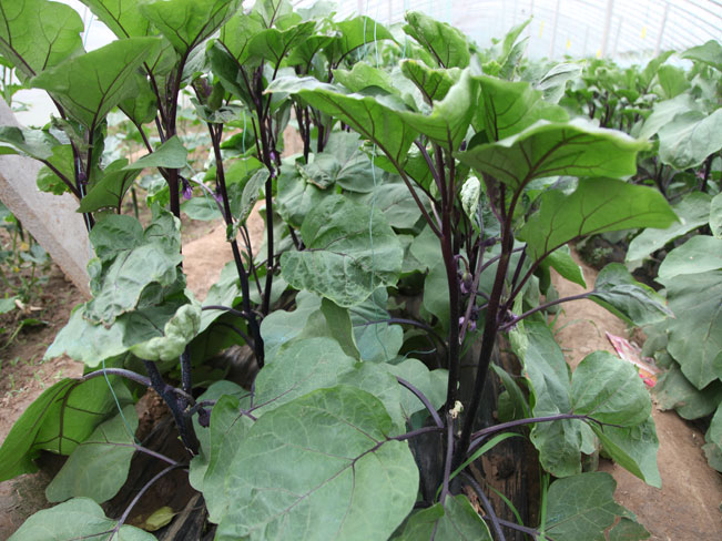 自然果农庄基地