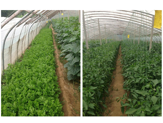 自然果农庄基地