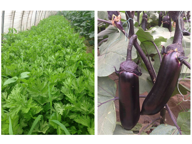 自然果农庄基地