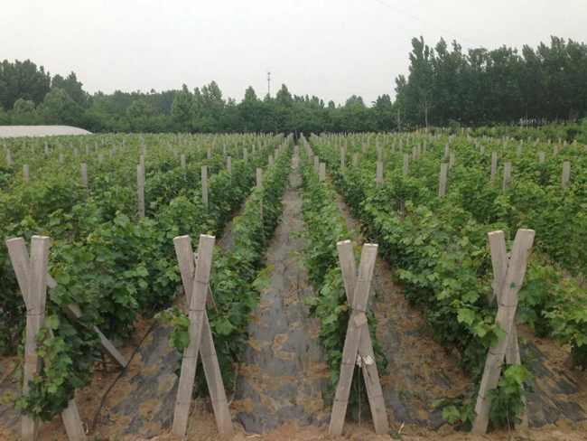 自然果农庄基地