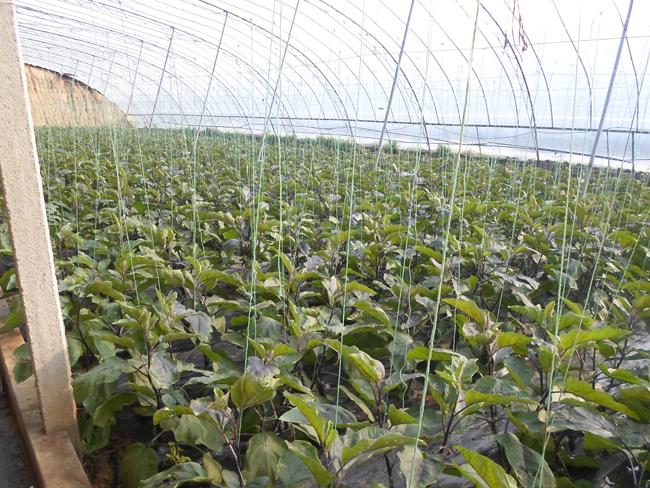 自然果农庄基地