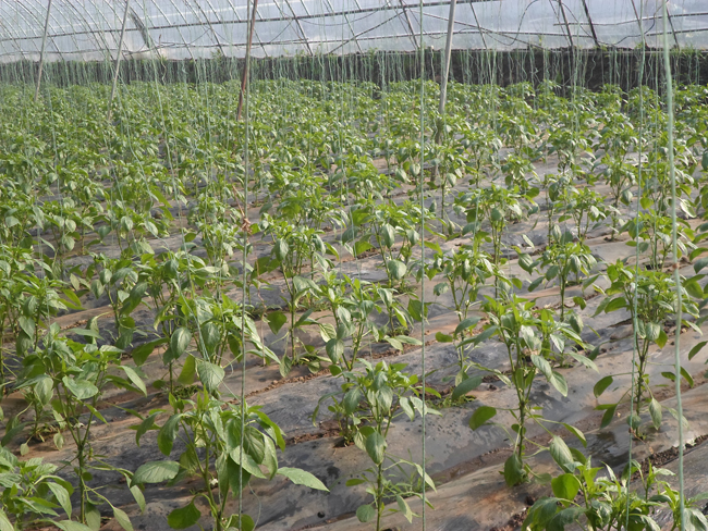 自然果农庄基地