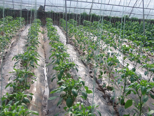 自然果农庄基地