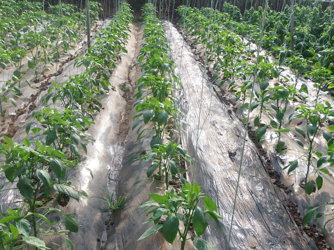 自然果农庄基地