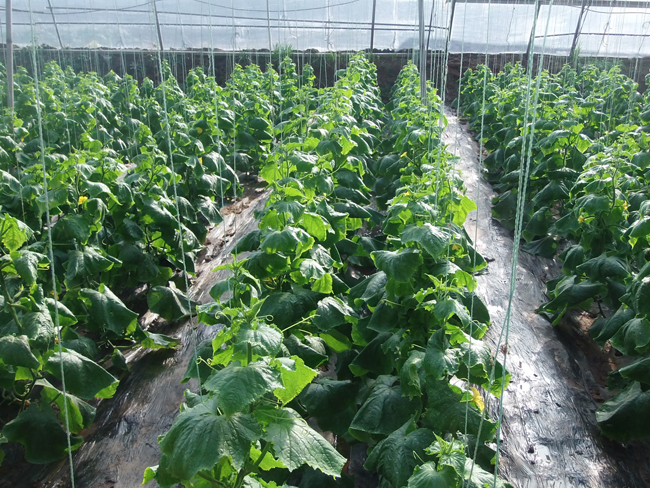 自然果农庄基地