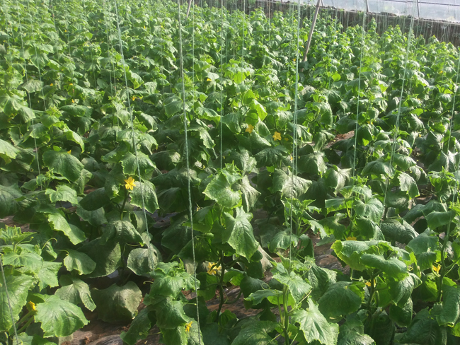 自然果农庄基地