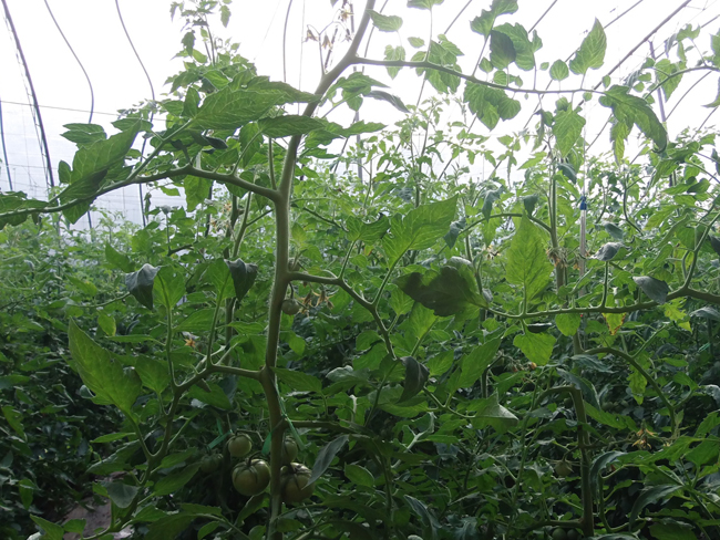 自然果农庄基地