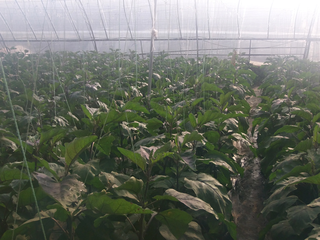 自然果农庄基地