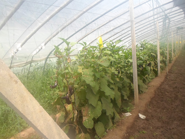 自然果农庄基地